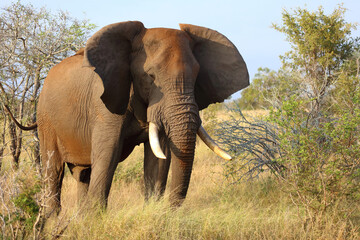 Fototapeta premium Afrikanischer Elefant / African elephant / Loxodonta africana..