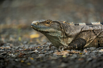 iguana on the sand