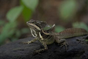 Common basilisk (Jesus Christ lizard) from Costa Rica