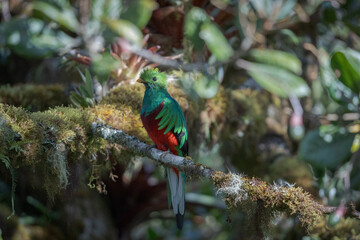 resplendent quetzal in a branch in costa rica