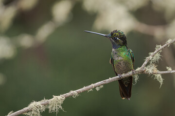 hummingbird on a branch in costa rica