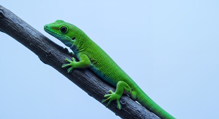 Fototapeta premium Vibrant Green Gecko on Gray Branch Against Pale Blue Background