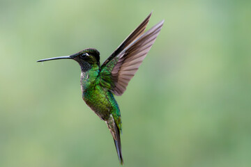 hummingbird in flight
