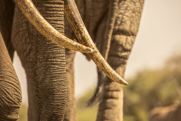 Close up of an Elephants (loxodonta africana) tusk and trunk.