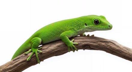 Fototapeta premium Vibrant Green Gecko on Dark Brown Branch Against White Background