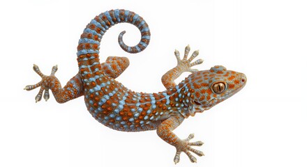 Vibrant Orange And Blue Speckled Gecko With Curled Tail On White Background
