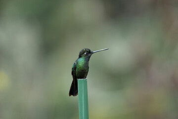 quite hummingbird in costa rica