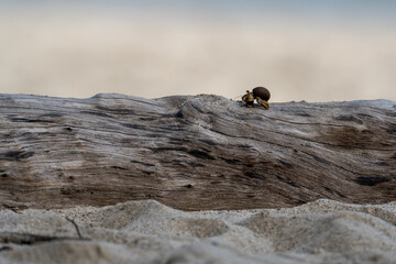 hermit crab on a tree in costa rica