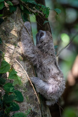 baby sloth in a tree in costa rica © Kendall