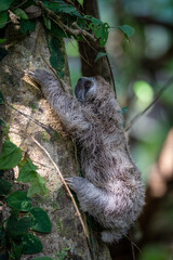 baby sloth in a tree in costa rica © Kendall