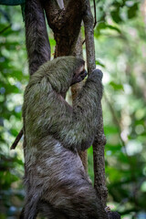 sloth in a tree in costa rica © Kendall
