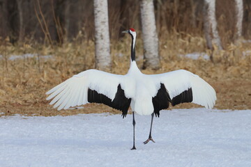 red-crowned crane