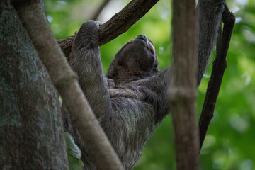 sloth bear on a tree in costa rica
