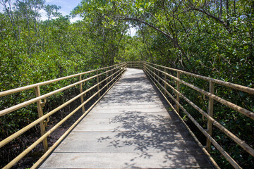 wooden bridge in the forest