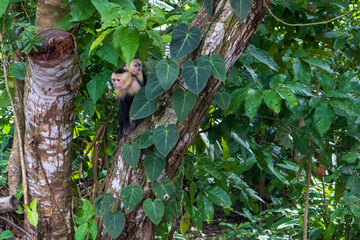 monkey on a tree in costa rica