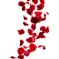Red rose petals falling, isolated on a transparent background.