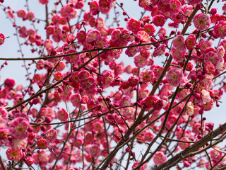 Pink Plum Blossom


