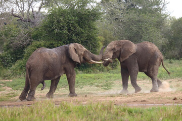 Fototapeta premium Afrikanischer Elefant / African elephant / Loxodonta africana.