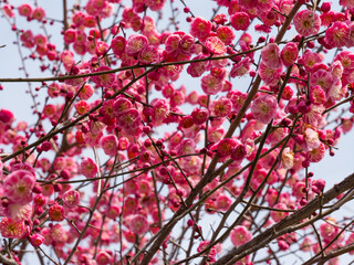 Pink Plum Blossom

