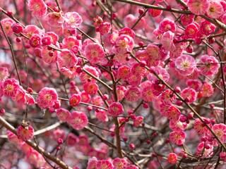 Pink Plum Blossom

