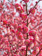Pink Plum Blossom