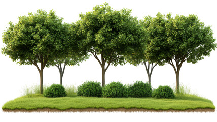 Fototapeta premium Vibrant green trees lush garden nature scene outdoor environment transparent background png format