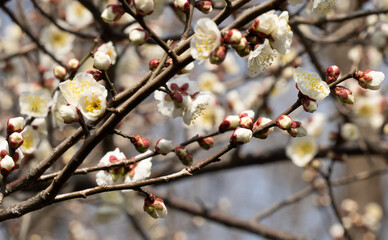 White Plum Blossom