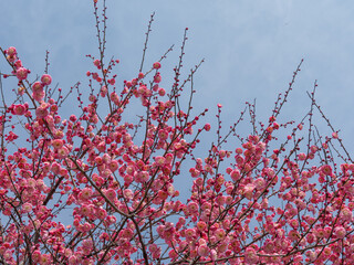 Pink Plum Blossom