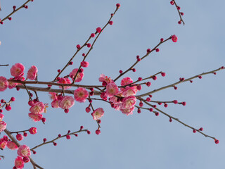 Pink Plum Blossom