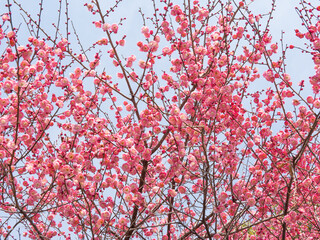Pink Plum Blossom