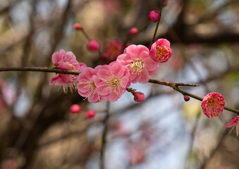 Pink Plum Blossom