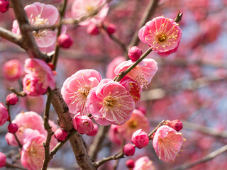 Pink Plum Blossom
