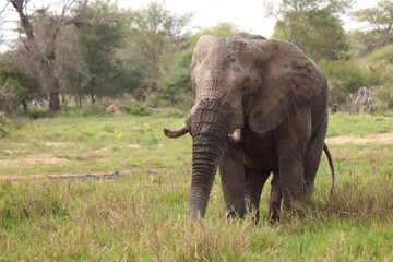 Fototapeta premium Afrikanischer Elefant im Schlamm / African elephant in the mud / Loxodonta africana
