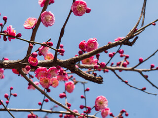 Pink Plum Blossom
