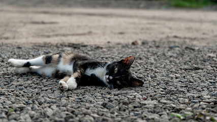 Relaxed Tricolor Cat Lying on Gravel Road