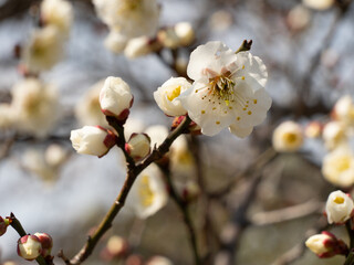 White Plum Blossom