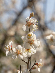 White Plum Blossom