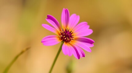 Obraz premium Photo Featuring Simple Nature Elements A Single Wildflower In Sharp Focus Against A Blurred Background, Vibrant Colors, Macro Photography Style, Emphasizing.