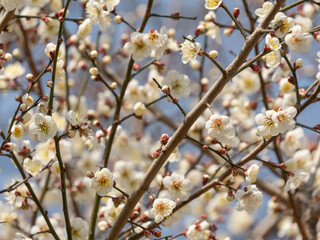 White Plum Blossom