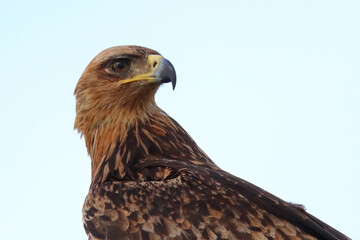 Wahlbergsadler / Wahlberg's  eagle / Aquila wahlbergi