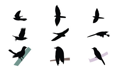 African emerald cuckoo bird Silhouette Design  And Vector Illustration. 