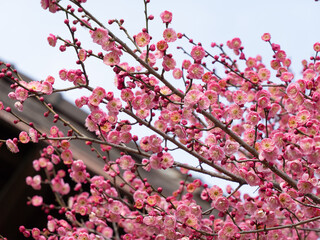 Pink Plum Blossom
