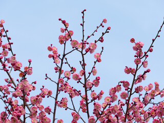 Pink Plum Blossom
