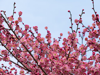Pink Plum Blossom
