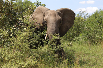 Afrikanischer Elefant / African elephant / Loxodonta africana