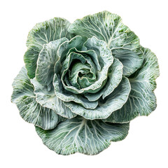 Obraz premium Fresh green cabbage with layeredisolated on transparent background