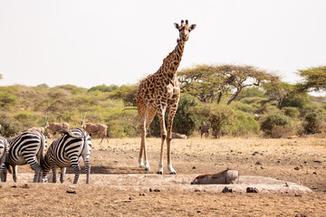 A water hole in Kenya attracting local wildlife including a giraffe and zebras.