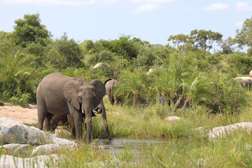 Fototapeta premium Afrikanischer Elefant im Biyamiti River/ African elephant in Biyamiti River / Loxodonta africana