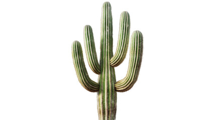 Majestic cactus plant on transparent background png image nature isolated setting eco-friendly concept