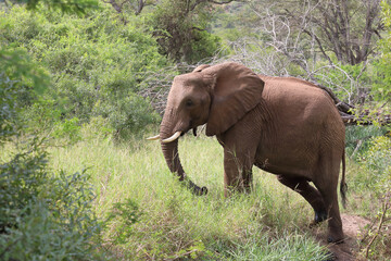 Fototapeta premium Afrikanischer Elefant / African elephant / Loxodonta africana